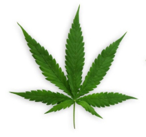 국내 헴프(씨드,오일,부산물) 소비 수요조사(b2b,b2c)