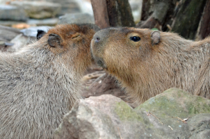 Things to get an account when searching for a girlfriend->wife