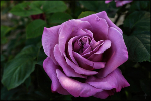 친구의 친구를 사랑한적 있나요