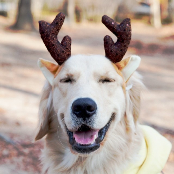 반려견 혹은 반려묘를 키우시는 분들을 대상으로 설문을 진행하고있습니다.