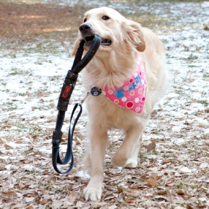 반려견 혹은 반려묘를 키우시는 분들을 대상으로 설문을 진행하고있습니다.