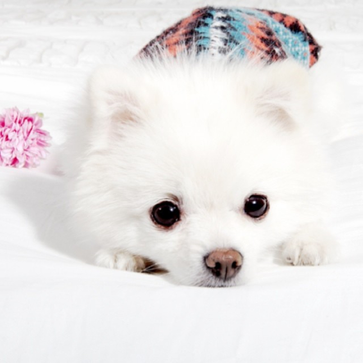 반려견을 키우시는 분들을 대상으로 설문을 진행하고있습니다.